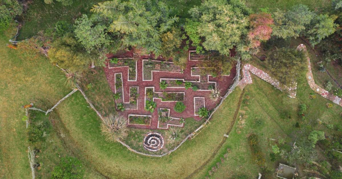 El poder curativo de los bosques: una terapia natural que llega a Colombia