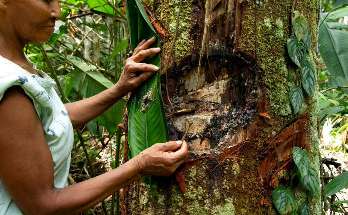 La JEP imputa a exintegrantes de las Farc por crímenes contra cinco pueblos indígenas